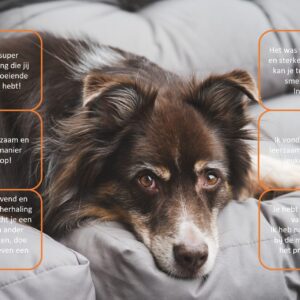 Emoties bij Honden - Herkenbaar in de Praktijk