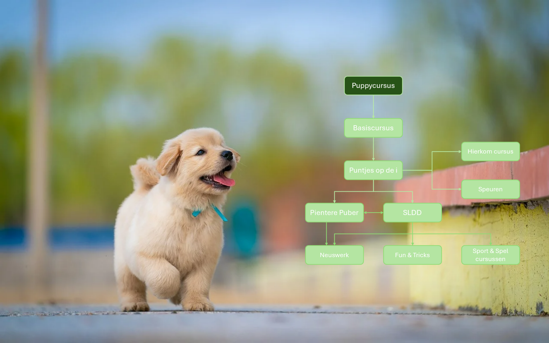 Puppycursus
